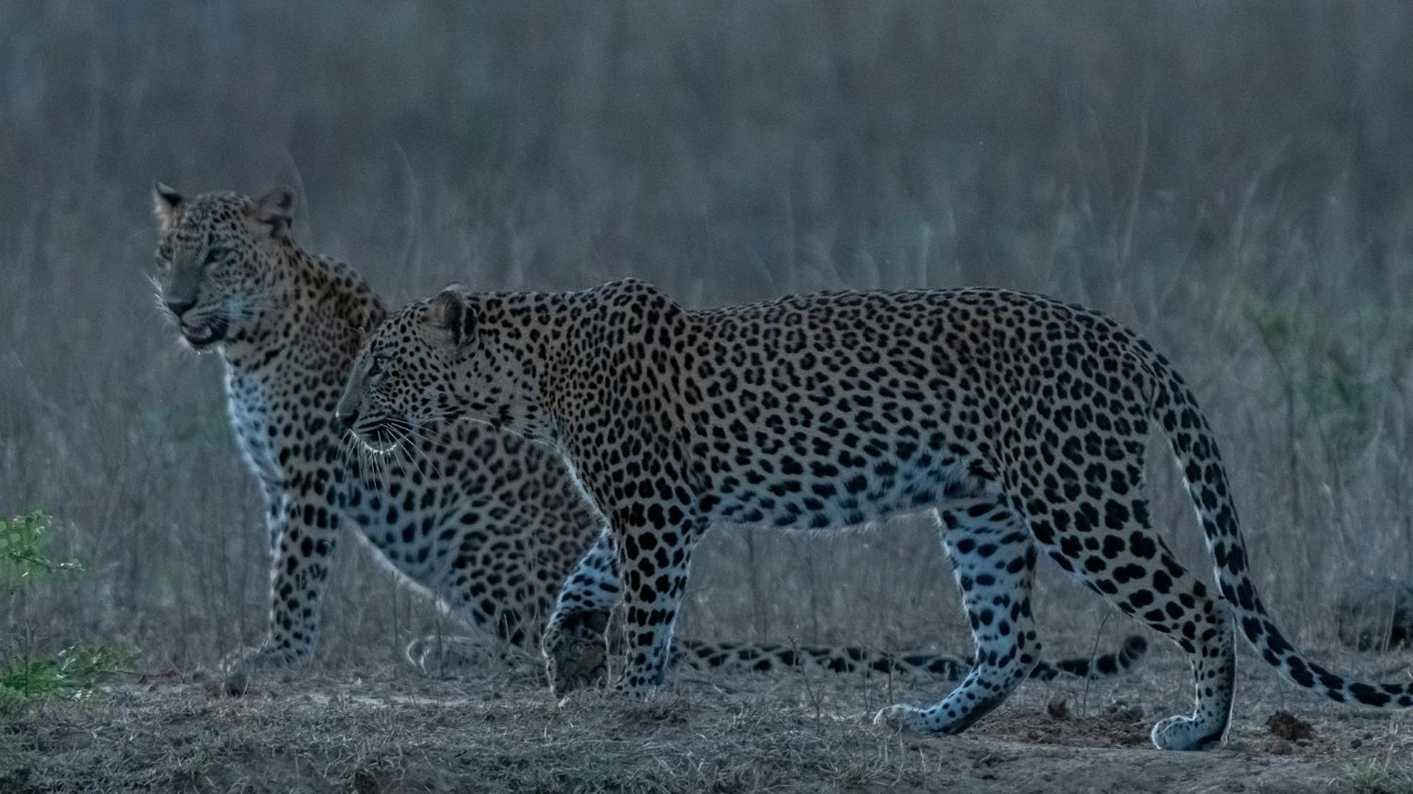 Yala Podi Hoona Bush Camp Hotel Luaran gambar