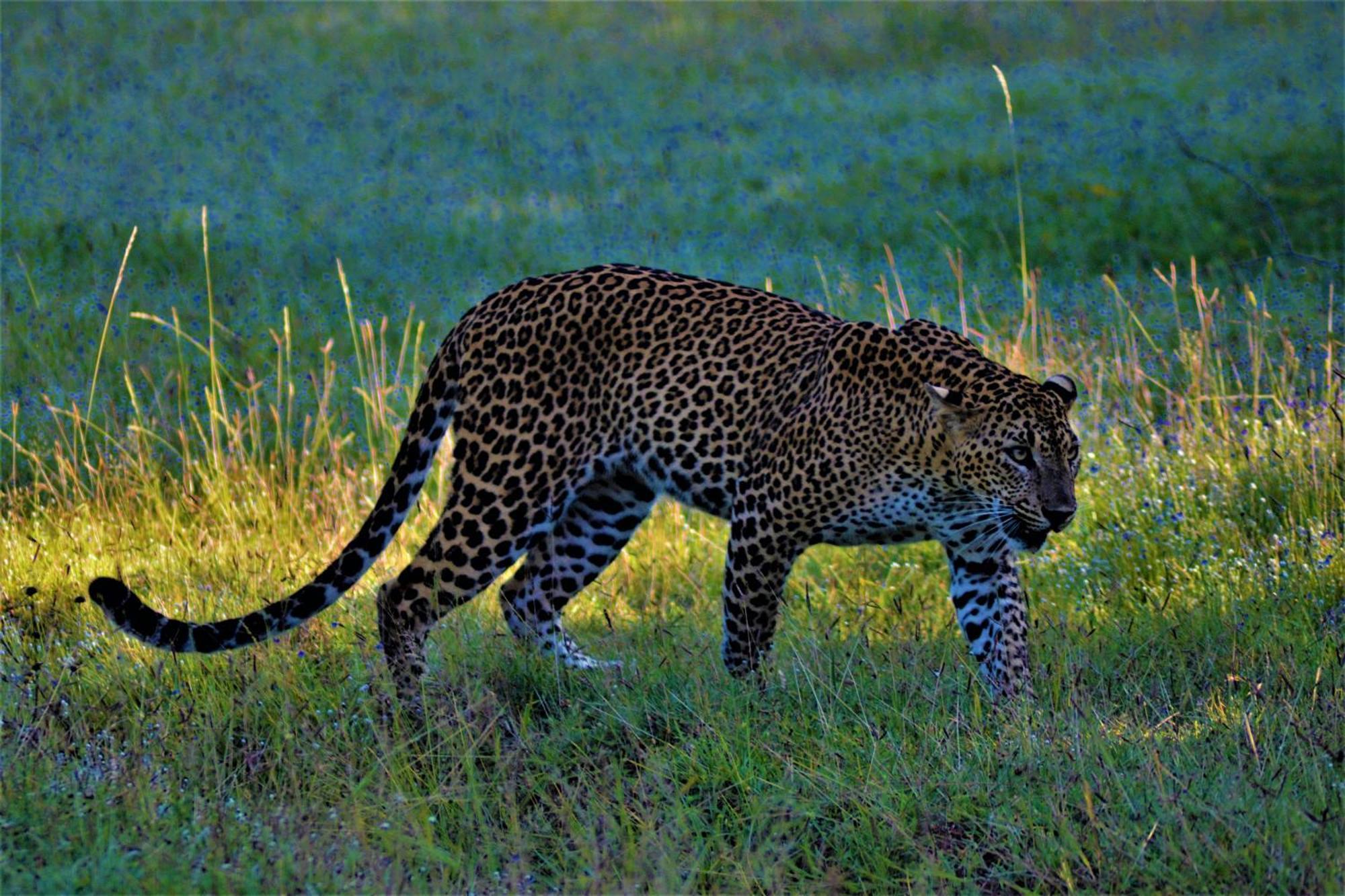 Yala Podi Hoona Bush Camp Hotel Luaran gambar